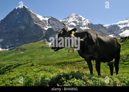 Der Eiger Berg und schwarzen Alpine Kuh (Bos Taurus) mit Kuhglocke in Weide, Schweizer Alpen, Schweiz Stockfoto