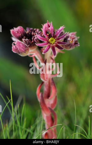 Spinnennetz-Hauswurz (Sempervivum Arachnoideum) in Blüte in den Alpen, Wallis, Schweiz Stockfoto