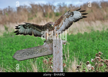 Mäusebussard (Buteo Buteo) Landung auf Wegweiser im Feld, UK Stockfoto