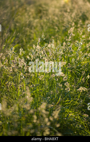 Üppigen grünen Rasen Hintergrundbeleuchtung durch die Wärme von einem Sommer Abendsonne Stockfoto