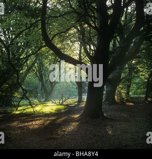 Frithsden Beeches Fagus sylvatica an einem frühen Herbstmorgen im Oktober Ashridge Hertfordshire Stockfoto