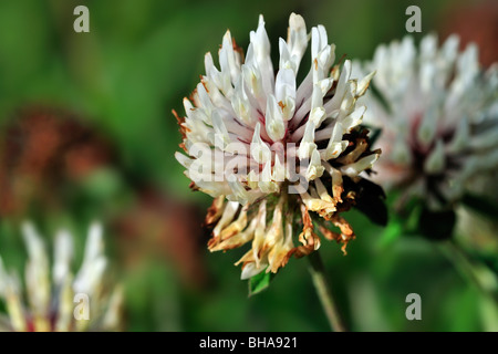 Weiß-Klee (Trifolium Repens) im Grünland, Schweiz Stockfoto