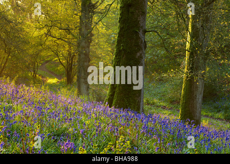 erste Licht im Bluebell Wald bei Batcombe, Dorset, England, UK Stockfoto