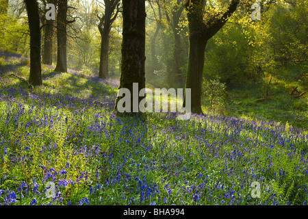 Bluebells in den Wäldern von Batcombe, Dorset, England, Großbritannien Stockfoto