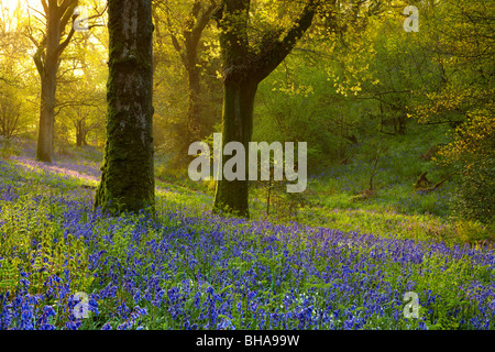 Glockenblumen in den Wäldern am Batcombe bei Dämmerung, Dorset, England, UK Stockfoto