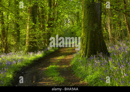 a track through the bluebells in the woods at Batcombe at dawn, Dorset, England, UK Stockfoto