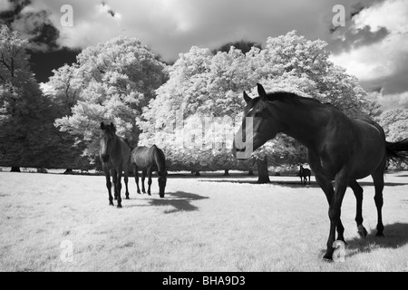 Pferde bei Minterne Magna, Dorset, England, UK Stockfoto