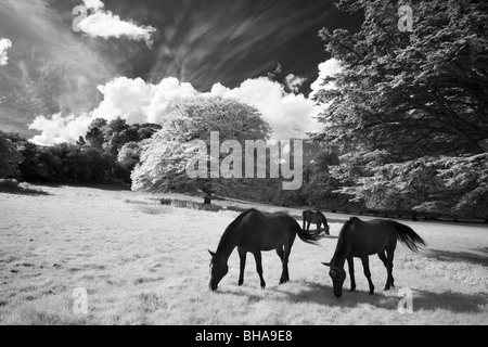 Pferde bei Minterne Magna, Dorset, England, UK Stockfoto