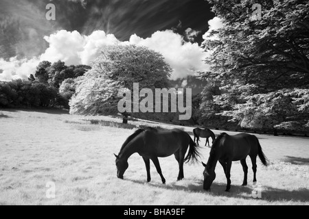 Pferde bei Minterne Magna, Dorset, England, UK Stockfoto