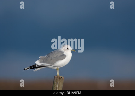 Gemeinsamen Gull Larus Canus Winter Norfolk Stockfoto