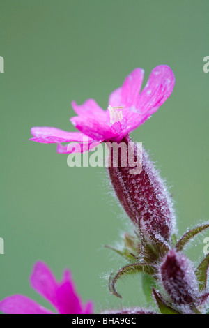 Rote Campion; Silene Dioica; bei frost Stockfoto