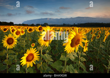 ein Feld von Sonnenblumen nr Puyloubier & Montagne Ste Victoire in der Morgendämmerung, Bouches-du-Rhône, Provence, Frankreich Stockfoto