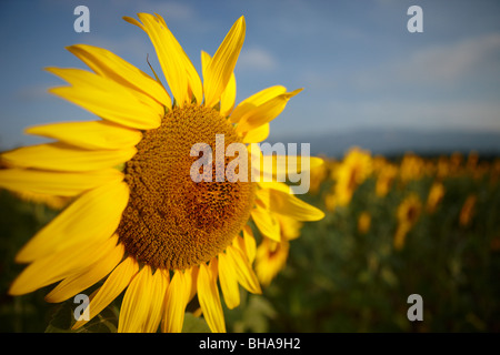 ein Feld von Sonnenblumen nr Puyloubier, Bouches-du-Rhône, Provence, Frankreich Stockfoto