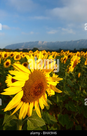 ein Feld von Sonnenblumen nr Puyloubier, Bouches-du-Rhône, Provence, Frankreich Stockfoto