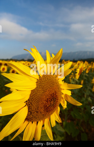 ein Feld von Sonnenblumen nr Puyloubier, Bouches-du-Rhône, Provence, Frankreich Stockfoto