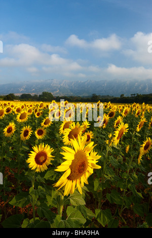 ein Feld von Sonnenblumen nr Puyloubier mit Montagne Ste Victoire hinaus Bouches du Rhone, Provence, Frankreich Stockfoto