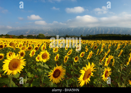 ein Feld von Sonnenblumen nr Puyloubier mit Montagne Ste Victoire hinaus Bouches du Rhone, Provence, Frankreich Stockfoto