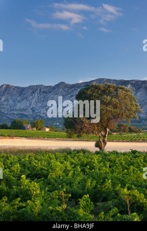 ein Weinberg nr Puyloubier mit der Montagne Ste Victoire darüber hinaus, Provence, Frankreich Stockfoto