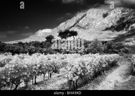 ein Weinberg nr Puyloubier & Montagne Ste Victoire, Bouches-du-Rhône, Provence, Frankreich Stockfoto