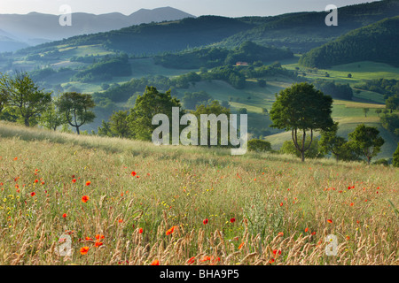 ein Feld von Mohn in der Valnerina nr Preci, Umbrien, Italien Stockfoto