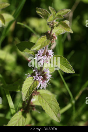 Poleiminze (Mentha Pulegium) Stockfoto