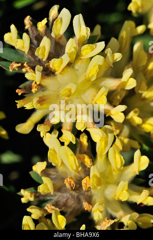 Gemeinsame Kidneyvetch / Niere Wicke (Anthyllis Vulneraria) Nahaufnahme Stockfoto