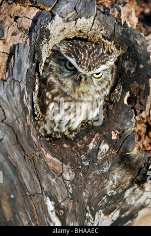 Nahaufnahme von nistenden Steinkauz (Athene Noctua) Kopf ragte aus Nest Loch im hohlen Baum-Hohlraum Peer Stockfoto