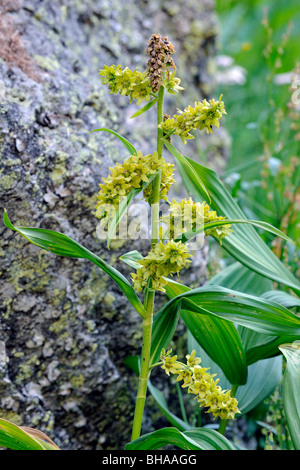 Europäische Weiße Nieswurz / Germer (Veratrum Album) in Blüte in den Alpen, Nationalpark Gran Paradiso, Italien Stockfoto