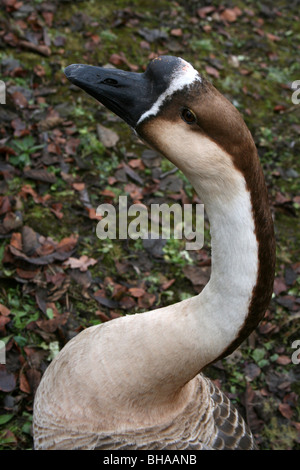 Enge, von The genoppten Schnabel von The domestiziert Form von The chinesische Gans Anser cygnoides Stockfoto