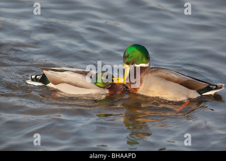 Stockente Anus platyrhyncha Drakes kämpfen Stockfoto