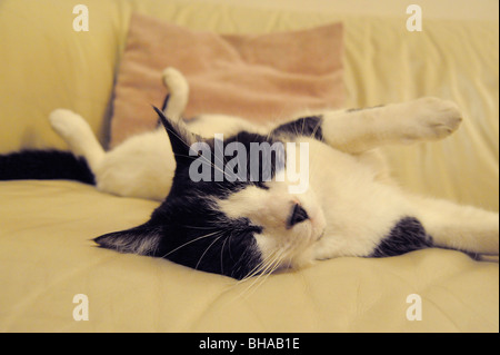 Lustige Tiere Felix Schwarz-Weiß Katze schlafen Stockfoto