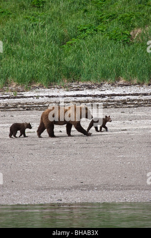 Grizzly Sau geht mit jungen Jungen entlang der Küste in Katmai Nationalpark, Alaska Stockfoto