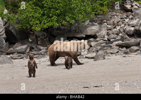 Eine Frühling Cub setzt sich bei einem Spaziergang am Strand mit Mutter und Geschwister im Geographic Hafen, Katmai Nationalpark, Alaska Stockfoto