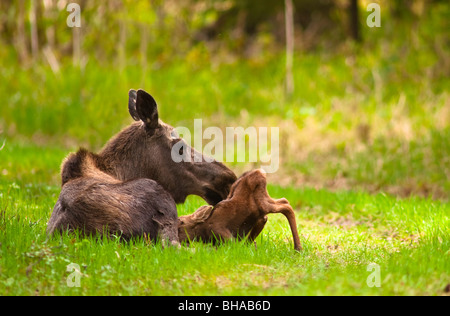 Kuh und Kalb Moose im Rasen, Kincaid Park, Anchorage, Alaska Stockfoto