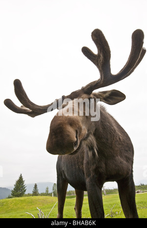 Nahaufnahme eines jungen Elchbullen im Alaska Wildlife Conservation Center in Portage, Yunan Alaska Sommer gefangen Stockfoto