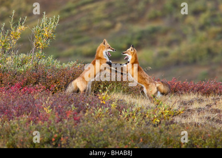 Zwei Füchse im oberen Bereich Polychrome Pass im Denali National Park spielen miteinander, innen Alaska, Herbst