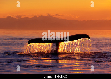 Buckelwal Fluke @ Sonnenuntergang Inside Passage SE AK Sommer Stockfoto