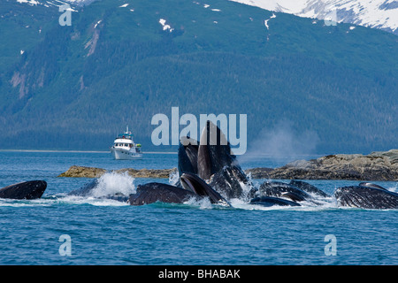 Buckelwale Oberflächen während der Blase net Longe Fütterung auf Hering in Lynn Canal, Alaska. Stockfoto