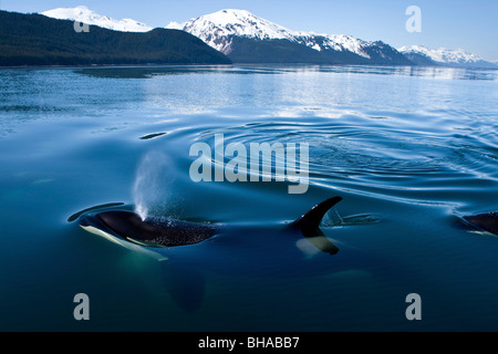 Orca-Wale-Oberfläche in Lynn Canal mit der Chilkat-Berge in der Ferne, Inside Passage, Alaska Stockfoto