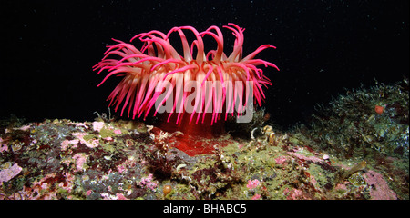 Underwater close up of a Christmas Anemone, British Columbia, Canada Stockfoto