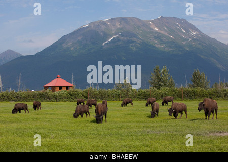 Herde von Plains Bisons auf Rasen, Alaska Wildlife Conservation Center, Yunan Alaska grasen, Sommer, gefangen Stockfoto