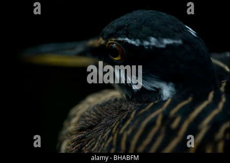 Sunbittern (Eurypyga Helias) Stockfoto