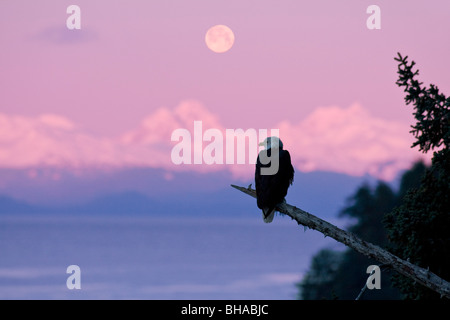 Ein Weißkopfseeadler thront auf einem Zweig mit dem Mond gesetzt bei Sonnenaufgang im Hintergrund Tongass Forest, Alaska, COMPOSITE Stockfoto