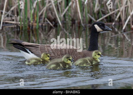 Erwachsenen Kanadische Gans Schwimmen mit vier Neugeborene Gosling Küken Potter Marsh, Anchorage, Southcenteral Alaska, Frühling Stockfoto