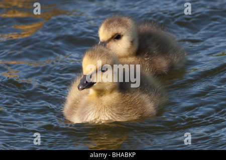 Zwei Neugeborene kanadischen Gosling Küken Schwimmen im Potter Marsh, Anchorage, Alaska Yunan, Frühling Stockfoto