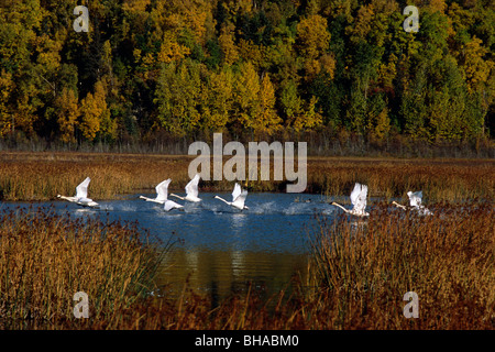 Trumpeter Schwäne im Flug über Potter Marsh in Yunan, Alaska im Herbst Stockfoto