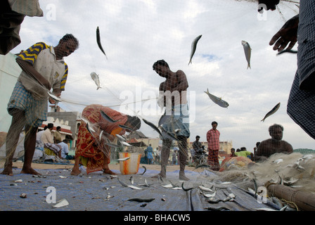 Fischer Fisch aus dem Fischernetz in Kanyakumari, Tamil Nadu, Indien zu sammeln. Stockfoto