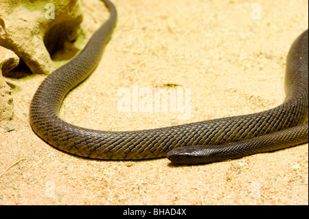 Im Inland Taipan Oxyuranus microlepidotus Stockfoto