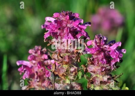 Quirlige Läusekräuter (Pedicularis Verticillata) in Blüte in den Schweizer Alpen, Schweiz Stockfoto