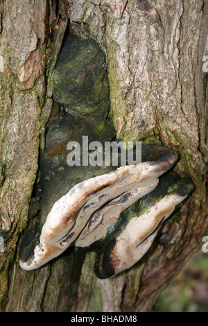 Ganoderma Pilze genommen auf Ellesmere, Shropshire, UK Stockfoto